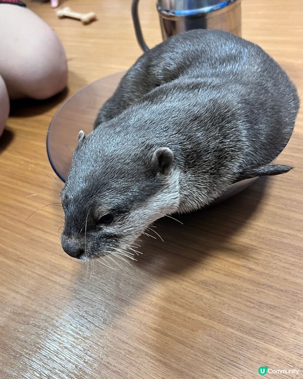 2025/11/26 11月東京遊 Day 4 📍池袋 水獺cafe🦦