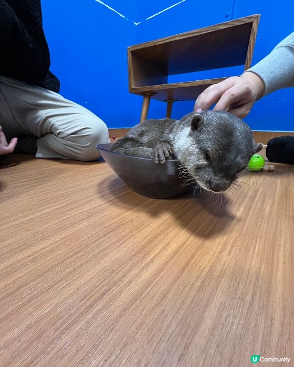 2025/11/26 11月東京遊 Day 4 📍池袋 水獺cafe🦦