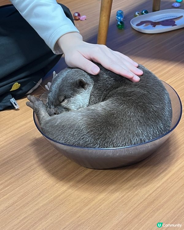 2025/11/26 11月東京遊 Day 4 📍池袋 水獺cafe🦦