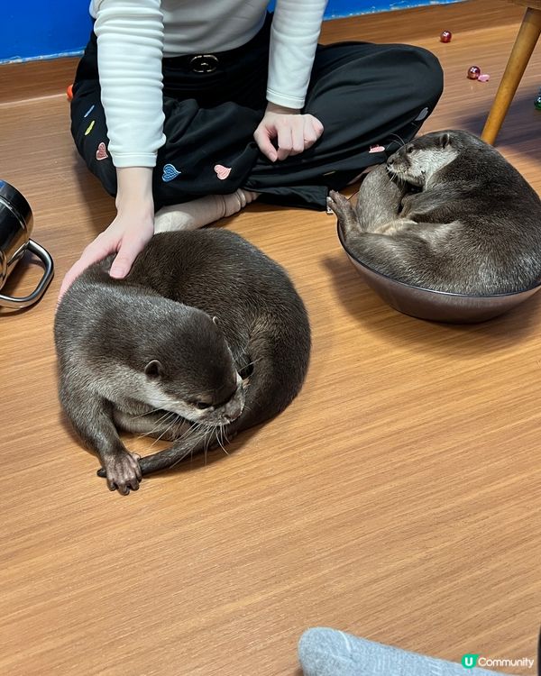 2025/11/26 11月東京遊 Day 4 📍池袋 水獺cafe🦦