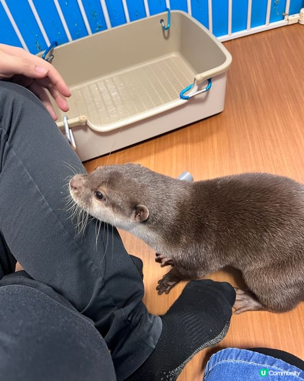 2025/11/26 11月東京遊 Day 4 📍池袋 水獺cafe🦦