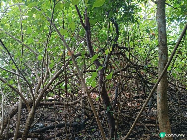 馬屎洲🐴半日遊