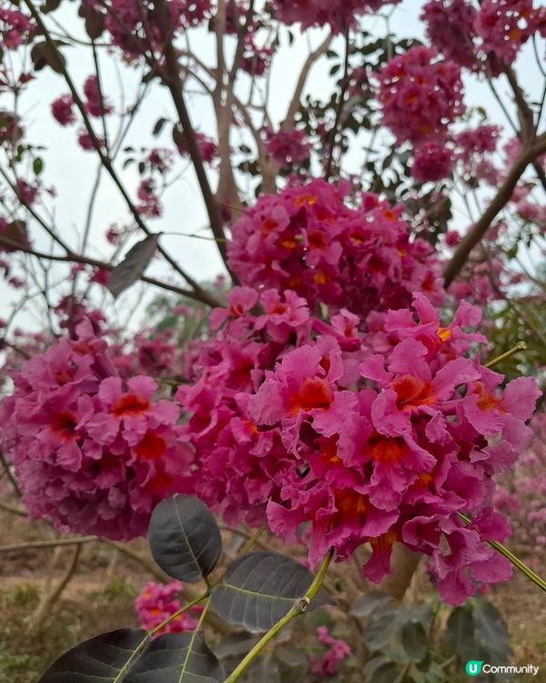 賞花好地方！