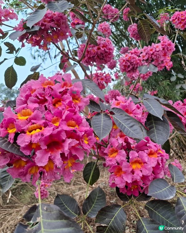 賞花好地方！