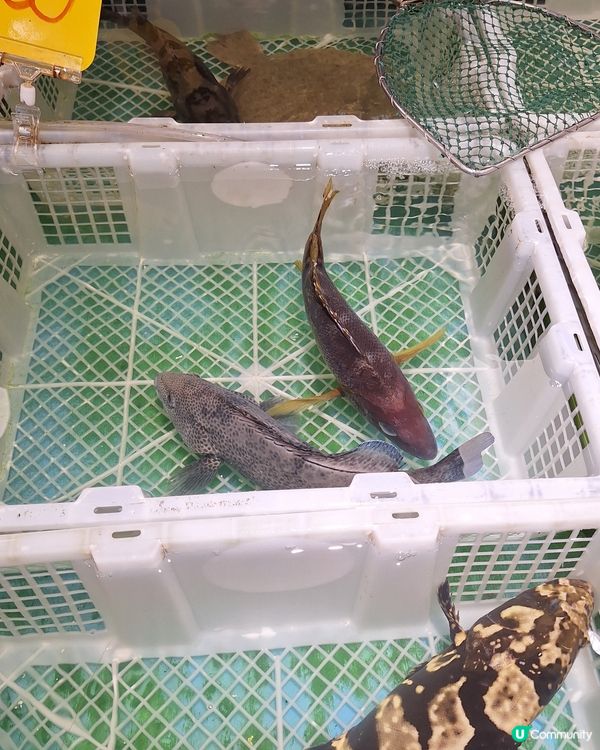 旺角撈海鮮🤤💯｜千海水產✨🐠