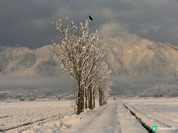 ## 新潟雪國之旅❄️  
## 新潟雪景，點解咁靚嘅！🤩