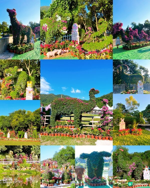 尋日就去咗 #大埔 #蝶豆花園 