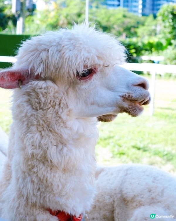 尋日就去咗 #大埔 #蝶豆花園 