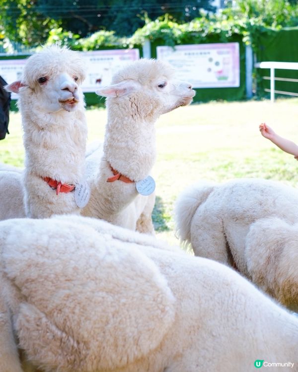 尋日就去咗 #大埔 #蝶豆花園 