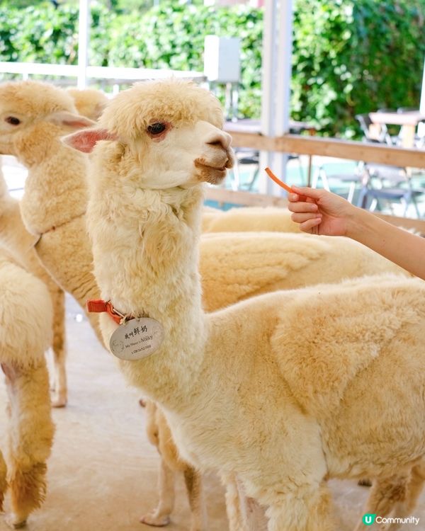 尋日就去咗 #大埔 #蝶豆花園 