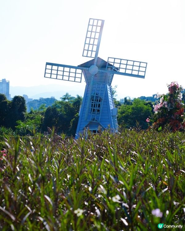 尋日就去咗 #大埔 #蝶豆花園 