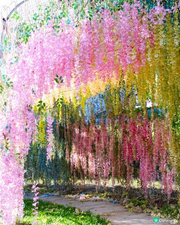 尋日就去咗 #大埔 #蝶豆花園 