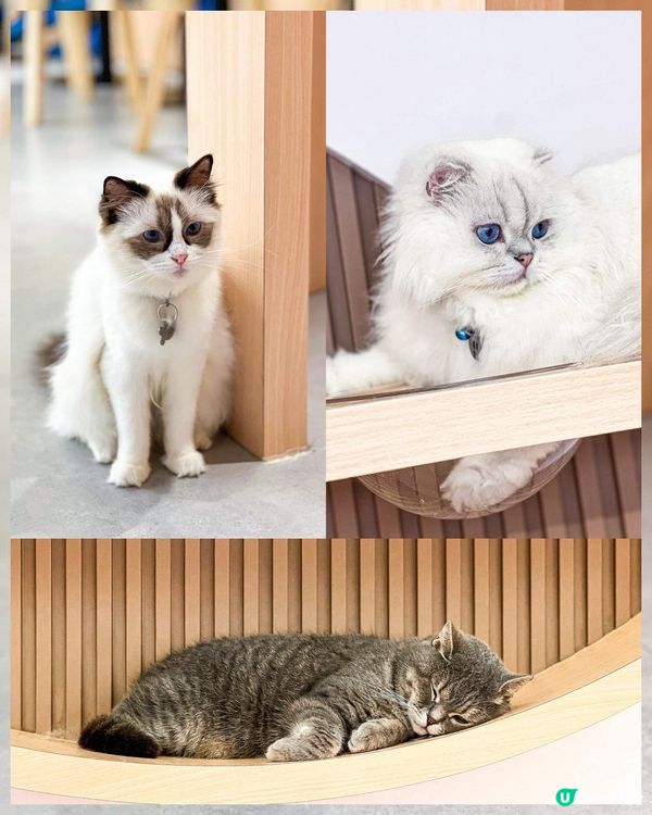 《荔枝角最新貓𝗖𝗮𝗳𝗲🐈環境寬敞即制食物》 