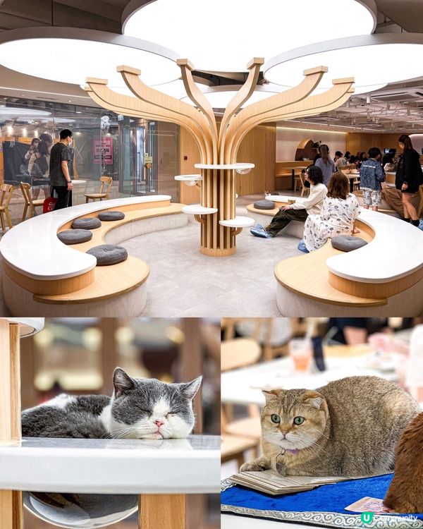 《荔枝角最新貓𝗖𝗮𝗳𝗲🐈環境寬敞即制食物》 