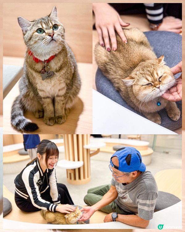 《荔枝角最新貓𝗖𝗮𝗳𝗲🐈環境寬敞即制食物》 