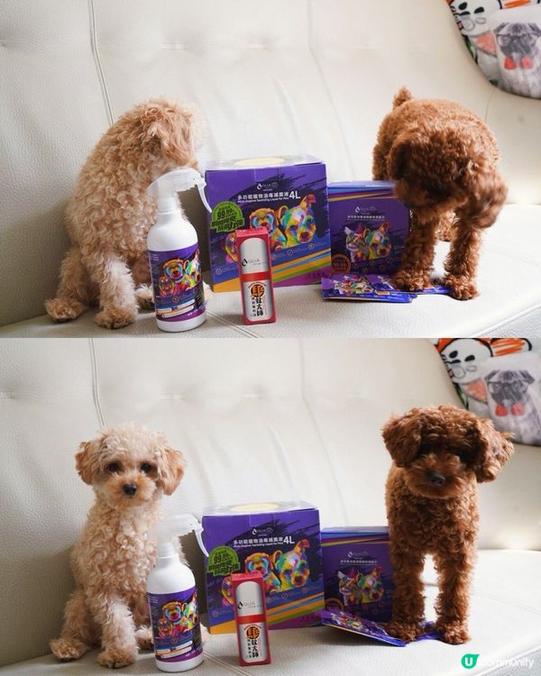 狗狗外出必備三寶🐶