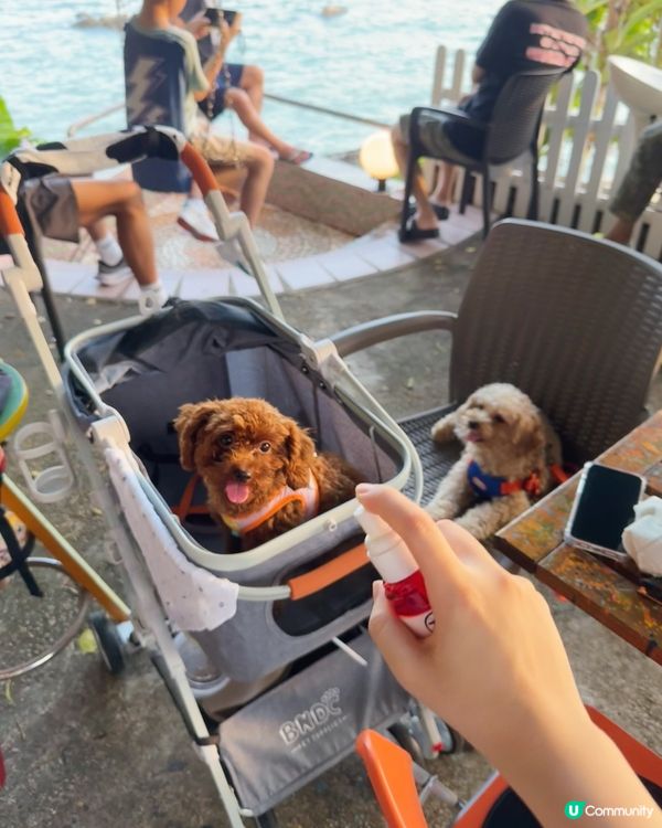 狗狗外出必備三寶🐶