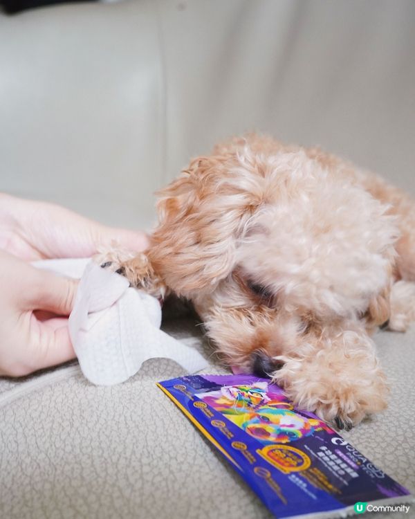 狗狗外出必備三寶🐶