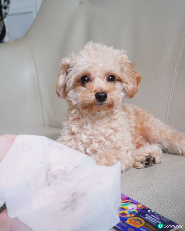 狗狗外出必備三寶🐶