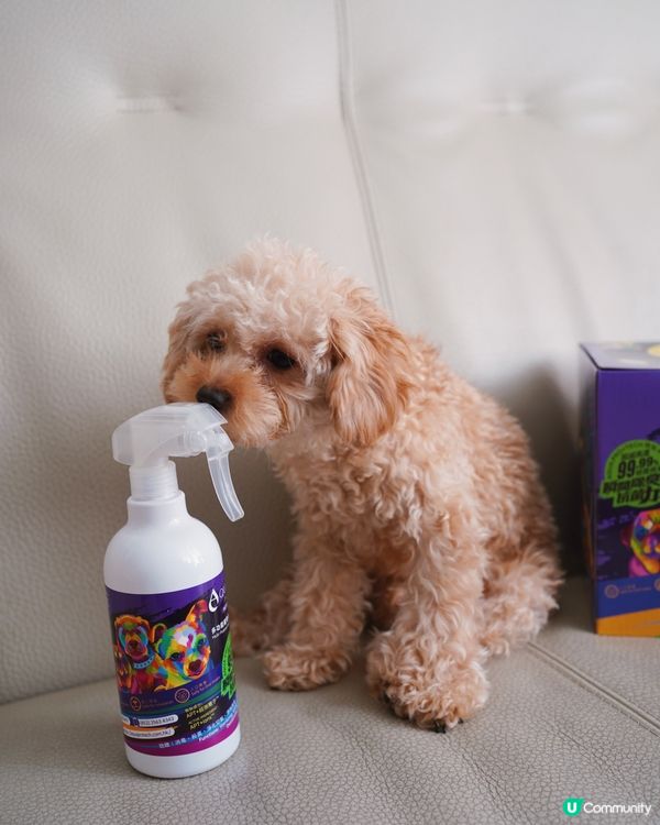 狗狗外出必備三寶🐶