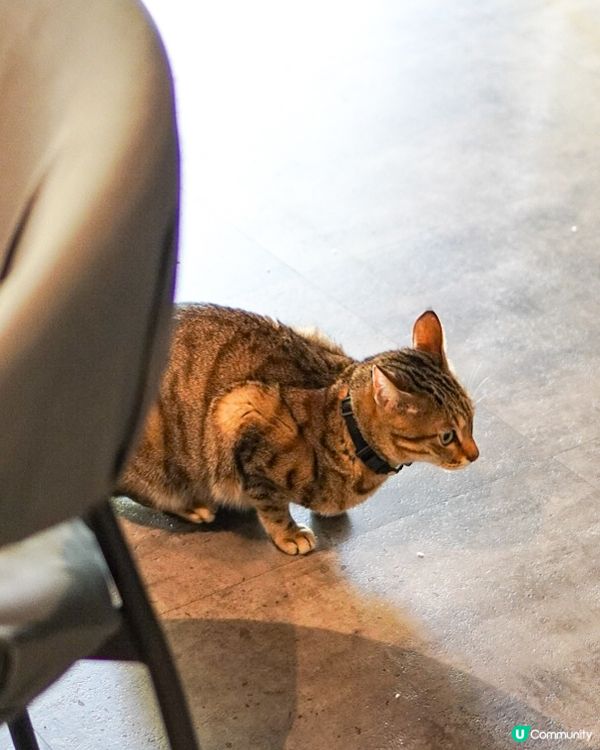 台北Cafe｜高質美味草莓杯 打卡able兼有貓店長