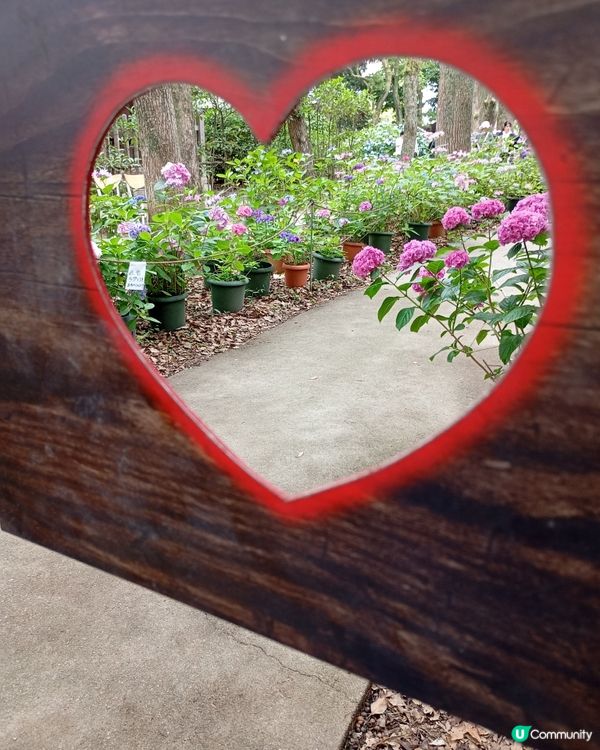 筥崎宮 繡球花展