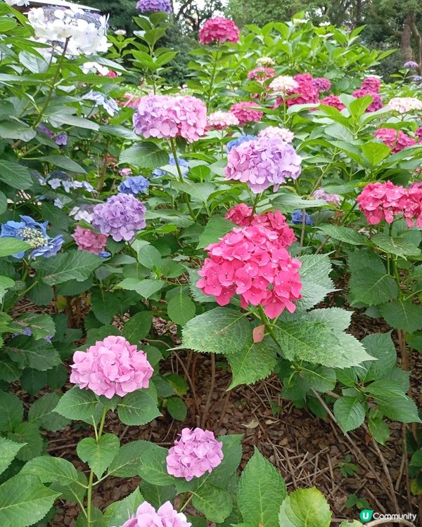 筥崎宮 繡球花展