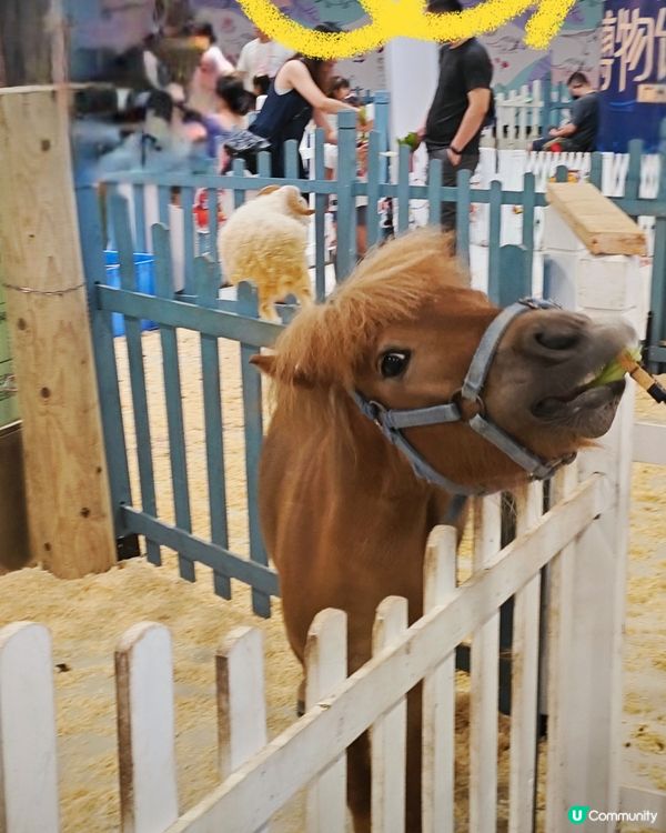 行商場、涼住冷氣!
親親動物餵食😍