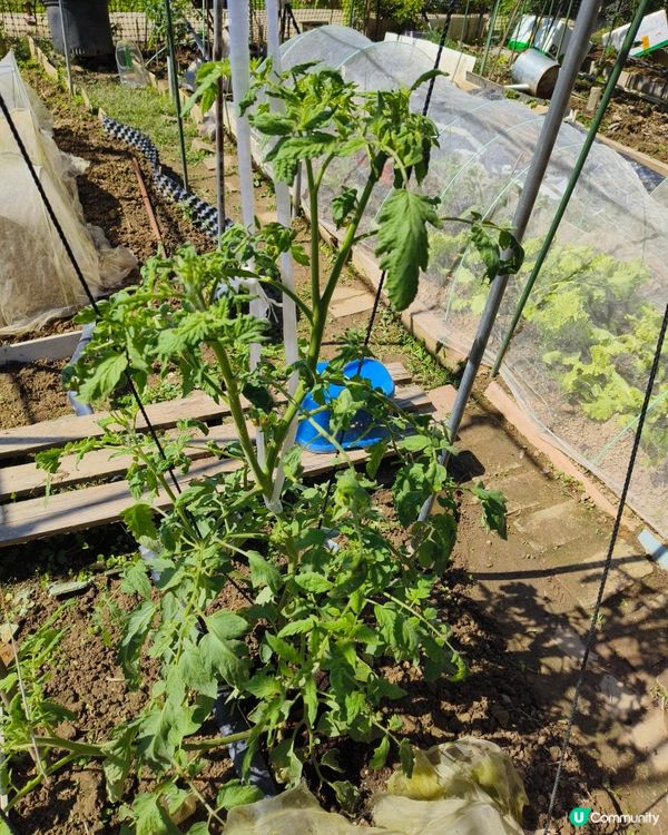 自耕自樂！假日去邊玩？有冇認過農莊？