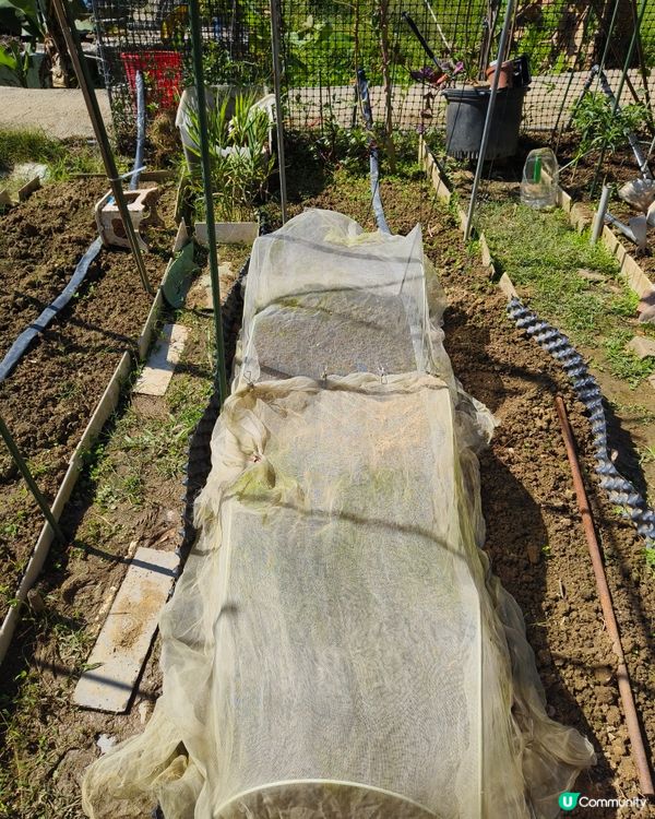 自耕自樂！假日去邊玩？有冇認過農莊？