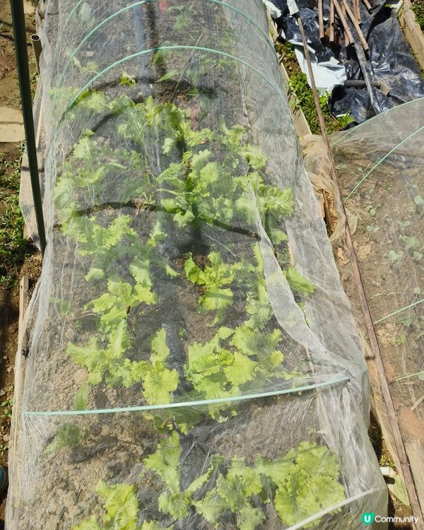 自耕自樂！假日去邊玩？有冇認過農莊？