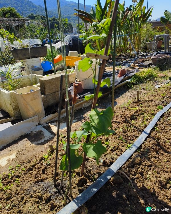 自耕自樂！假日去邊玩？有冇認過農莊？