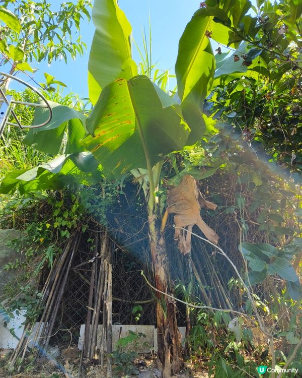 自耕自樂！假日去邊玩？有冇認過農莊？