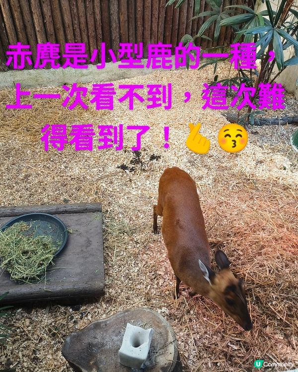 每一隻動物都有牠們的故事---嘉道理農場暨植物園
