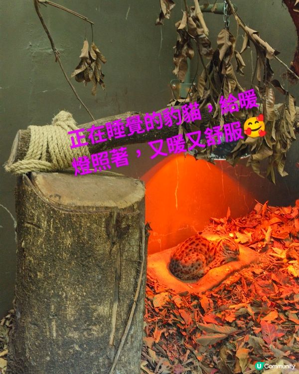 每一隻動物都有牠們的故事---嘉道理農場暨植物園