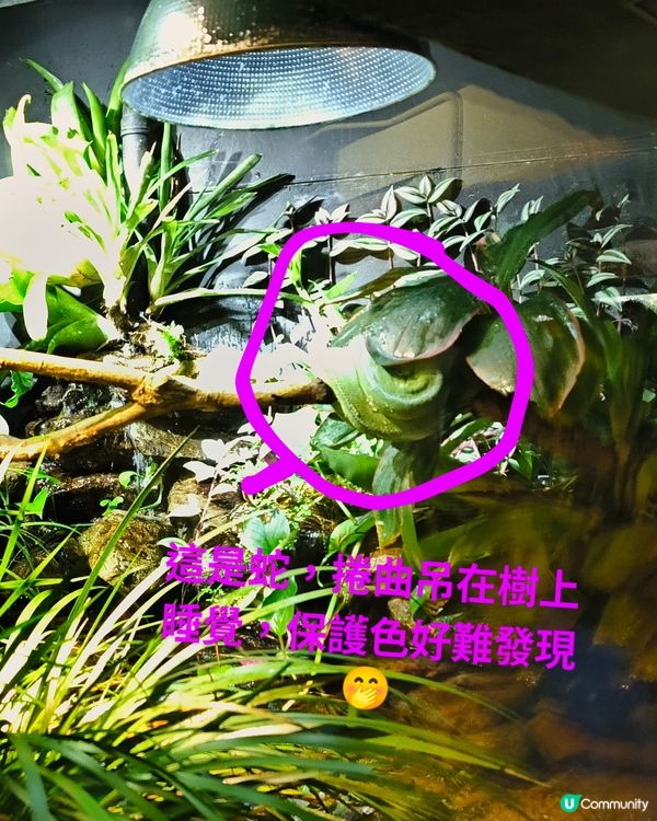 每一隻動物都有牠們的故事---嘉道理農場暨植物園