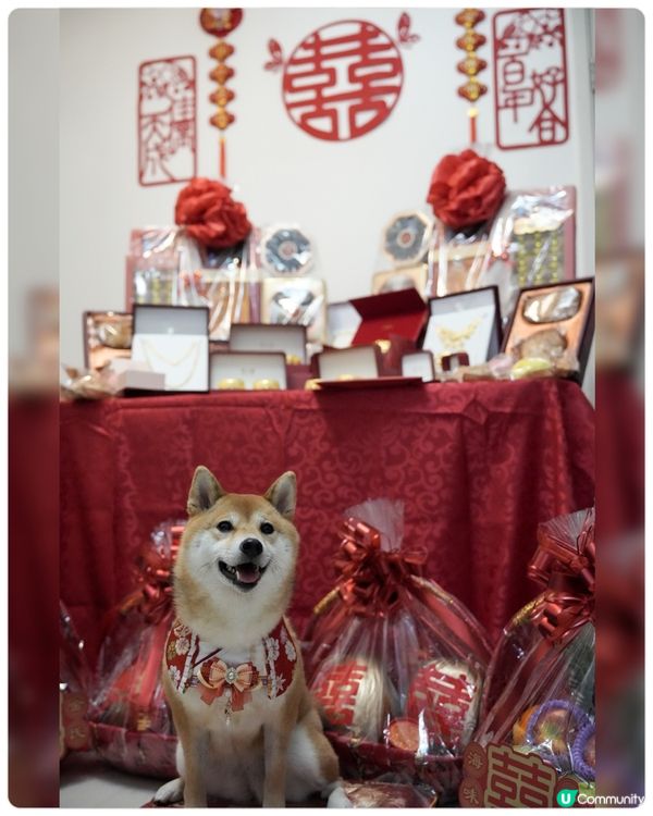人生大事一定要有狗狗參與❤️