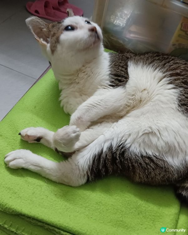 我家的老貓很嘴尖！