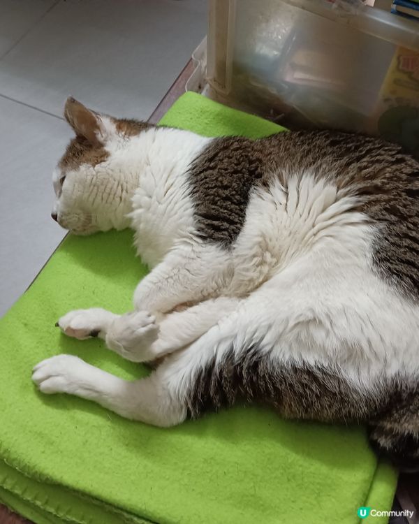 我家的老貓很嘴尖！