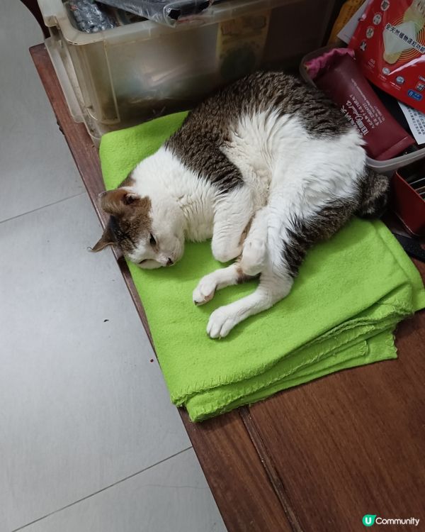 我家的老貓很嘴尖！