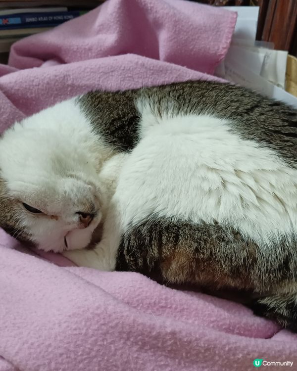 我家的老貓很嘴尖！