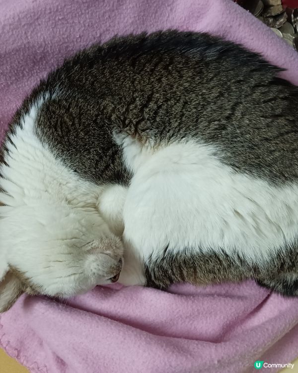 我家的老貓很嘴尖！