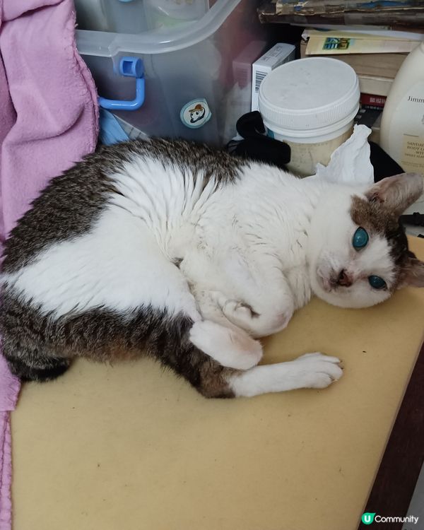 我家的老貓很嘴尖！