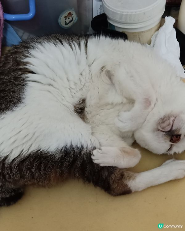 我家的老貓很嘴尖！