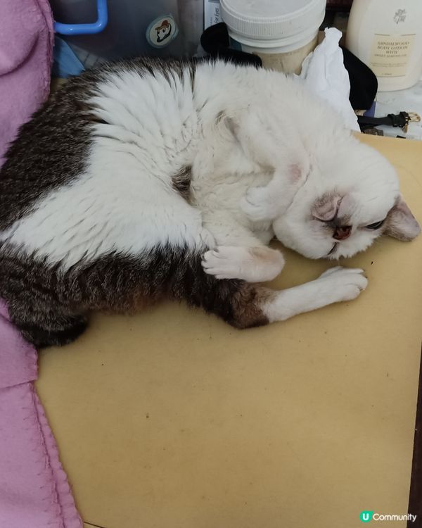 我家的老貓很嘴尖！