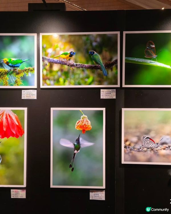 蝴蝶拍攝坊展覽