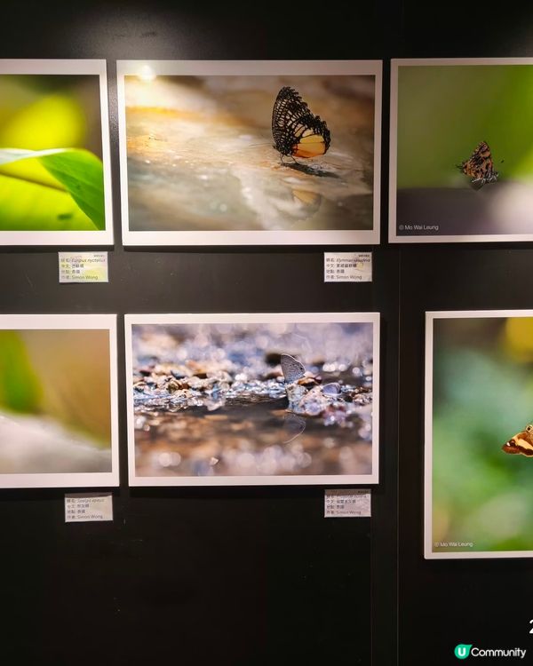 蝴蝶拍攝坊展覽