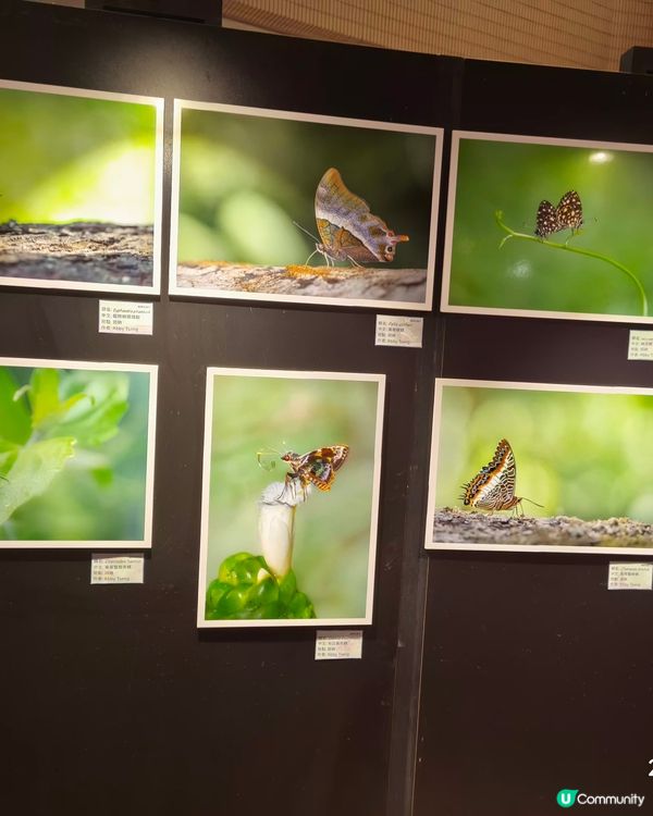 蝴蝶拍攝坊展覽