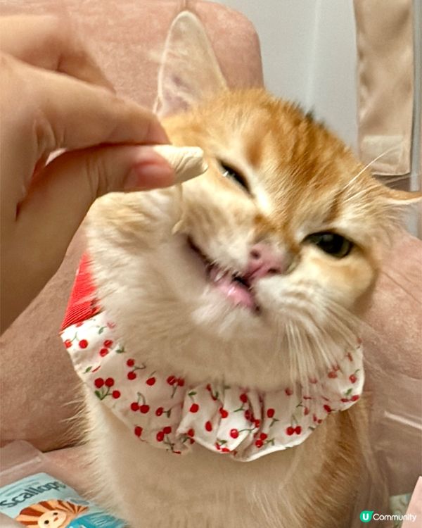 Whiskers N Paws零食套裝~主子食到停唔到口🤤！