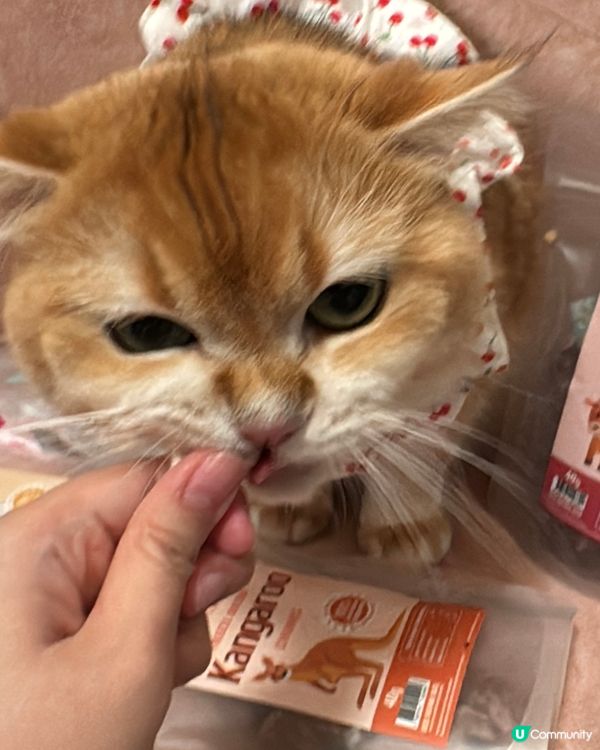 Whiskers N Paws零食套裝~主子食到停唔到口🤤！